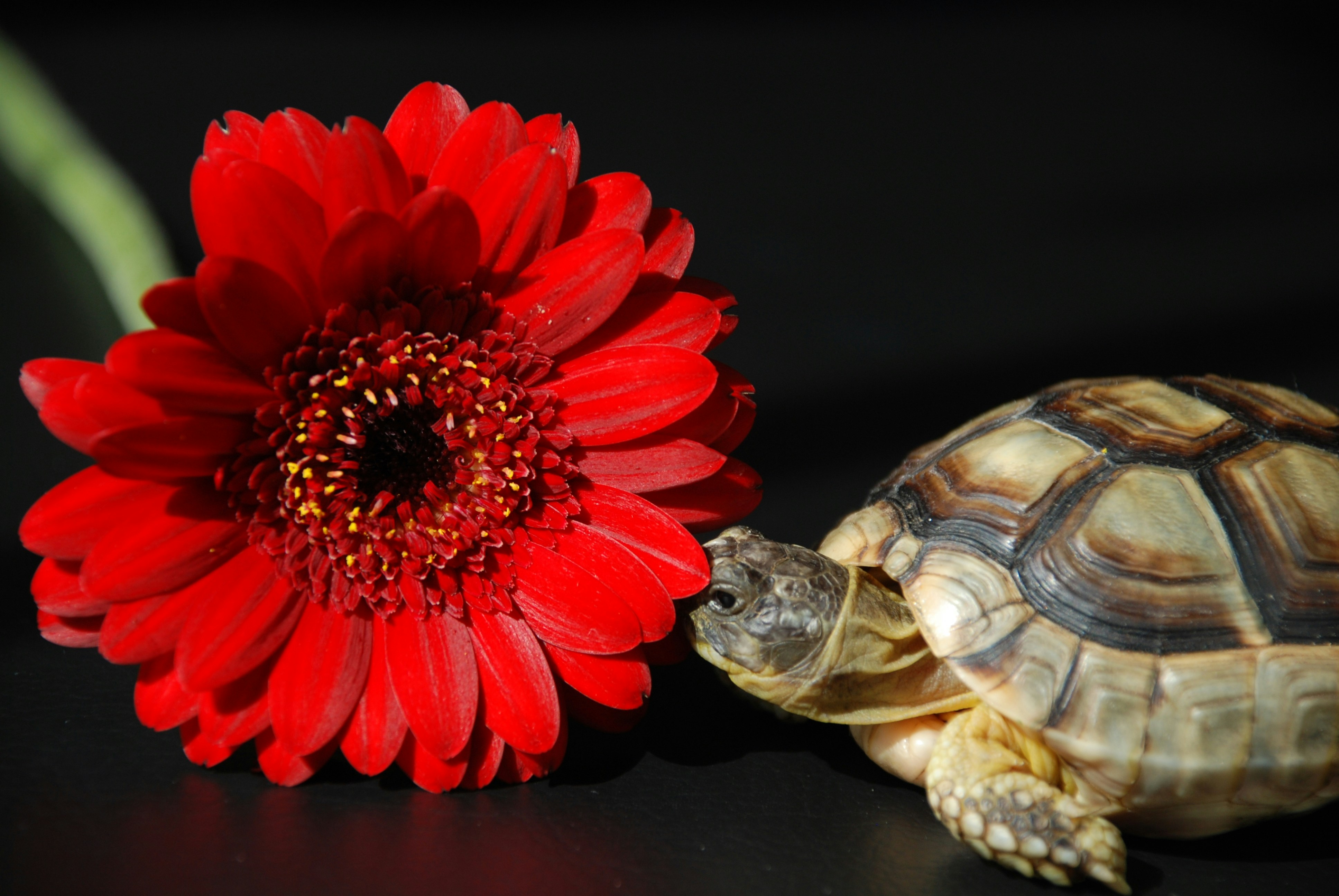 Free Unsplash photo from René Steiner