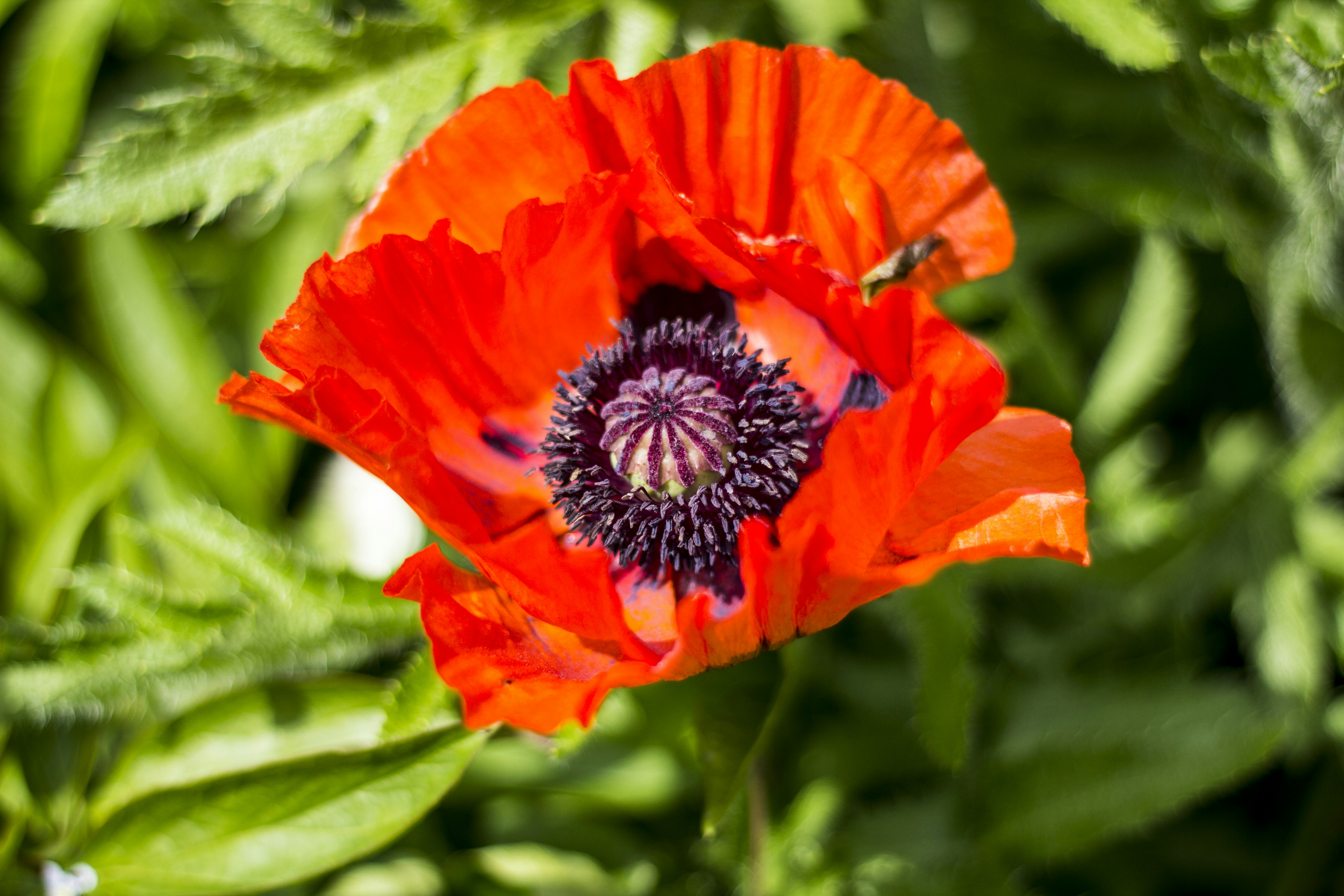 Free Unsplash photo from Elliott Stallion