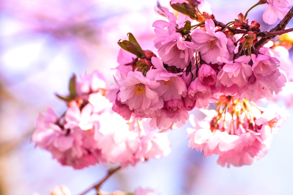 Fotografia de foco raso de flores cor-de-rosa no ramo