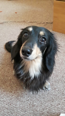 A long-haired Dachshund with a black and tan coat is sitting on a textured carpet. The dog's eyes are expressive and looking up, conveying an attentive demeanor. In the background, a piece of wooden furniture is visible, adding context to the indoor setting.