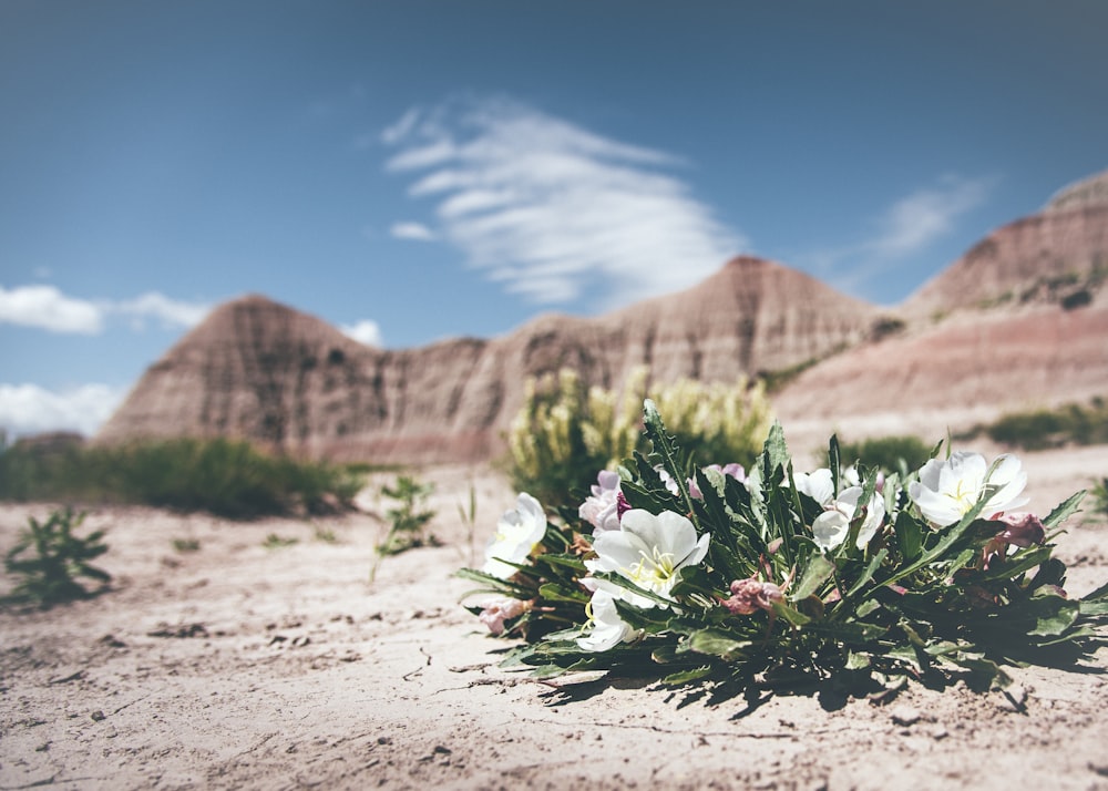 selective focus photo of white petaled flowers