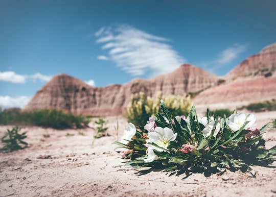 selective focus photo of white petaled flowers in Badlands National Park United States