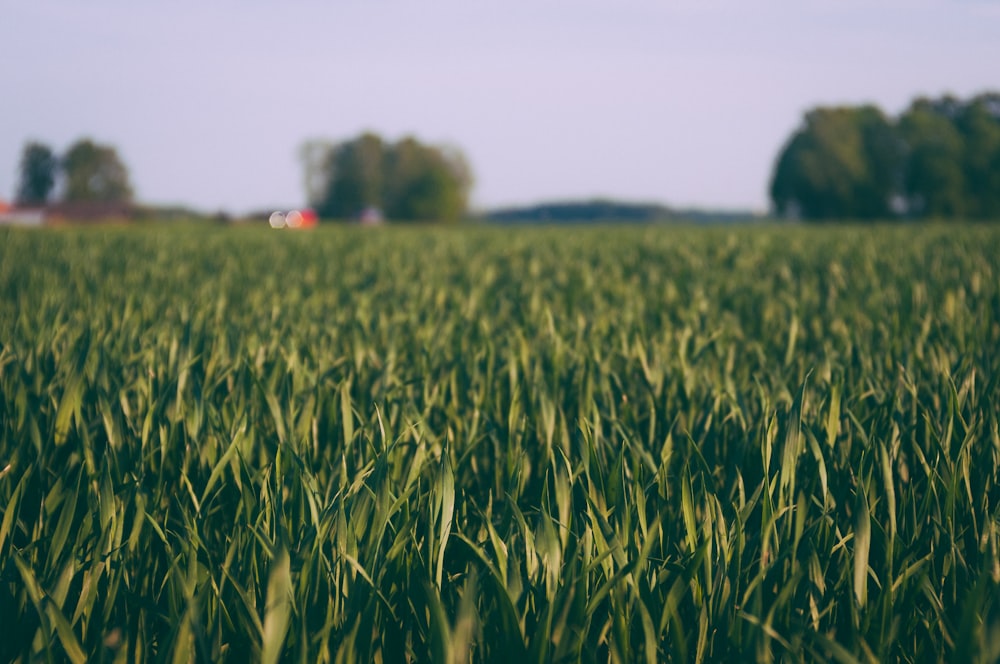 Fotografía de primer plano del campo de hierba verde