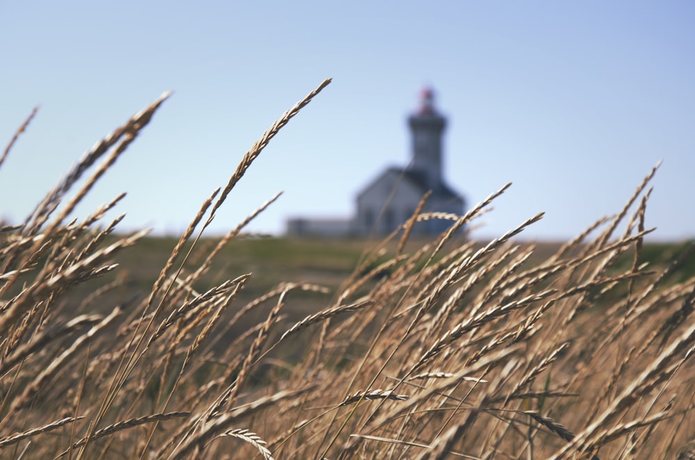 shallow focus photography of white church