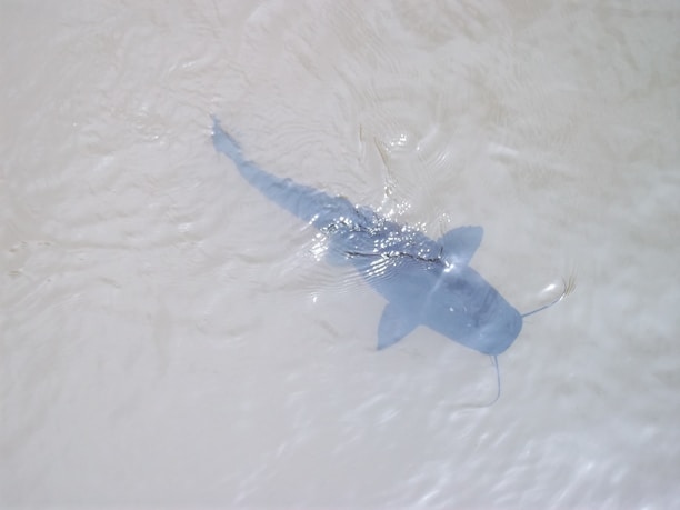 Close-up of live catfish swimming in clear water at Lagos farm.