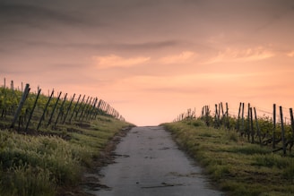 pathway between fence and grasses