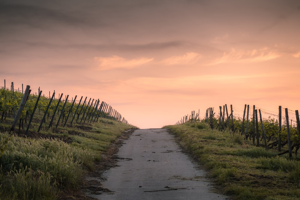 Weg zwischen Zaun und Gräsern