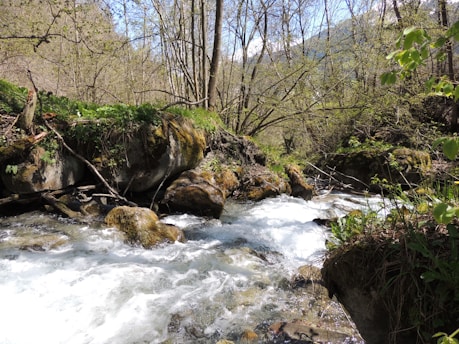 Natural Himalayan mountain stream flowing through lush herbal plants under sunlight.