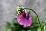 A pink poppy flower with delicate, veined petals and a prominent green seedhead on a curved stem. The background is softly out of focus, with hints of green foliage and a grayish texture.