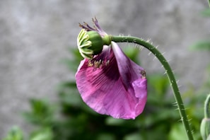 A pink poppy flower with delicate, veined petals and a prominent green seedhead on a curved stem. The background is softly out of focus, with hints of green foliage and a grayish texture.
