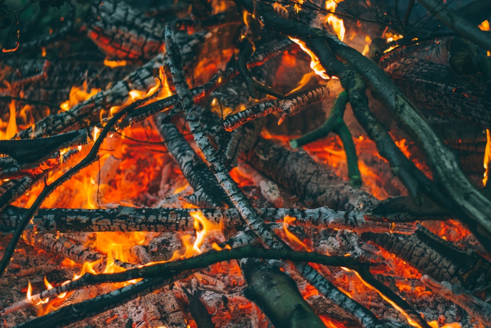 Bois de chauffage en feu