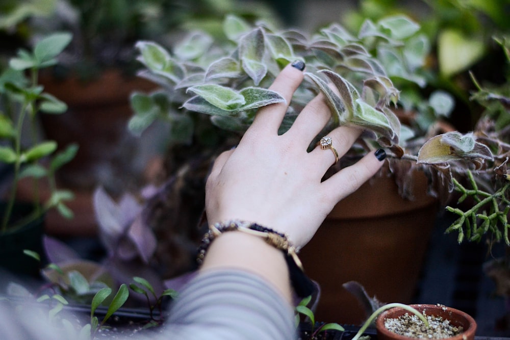 person holding green succulent plant