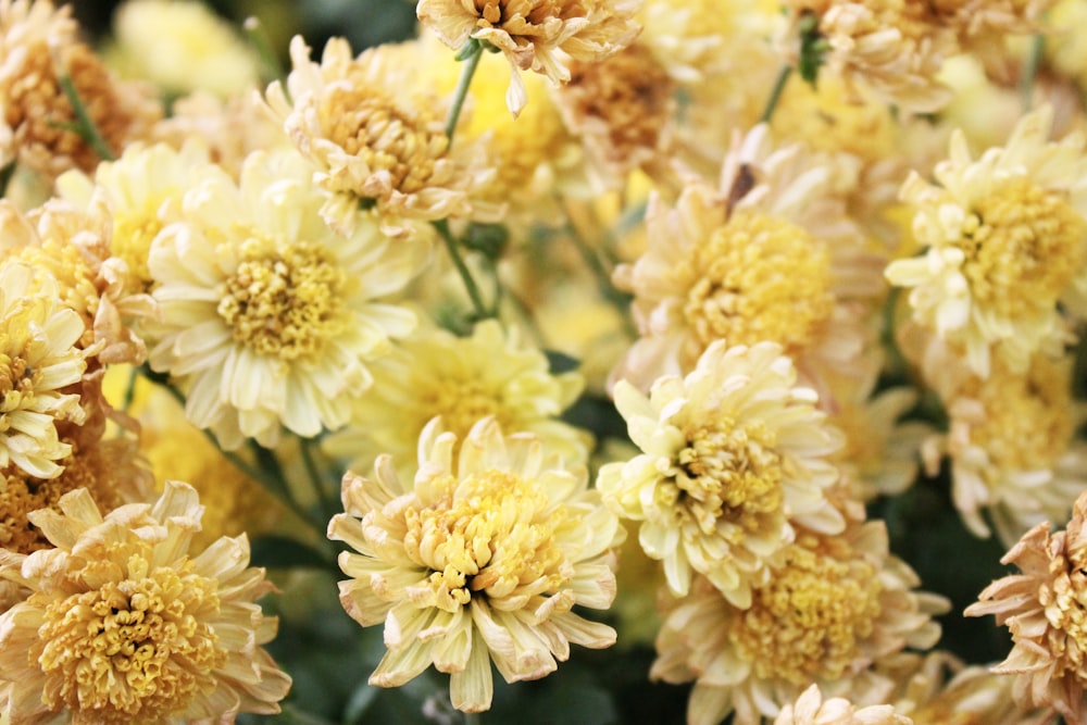 Fotografía de enfoque superficial de flor amarilla