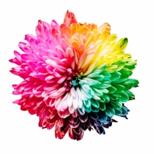 multicolored flower illustration