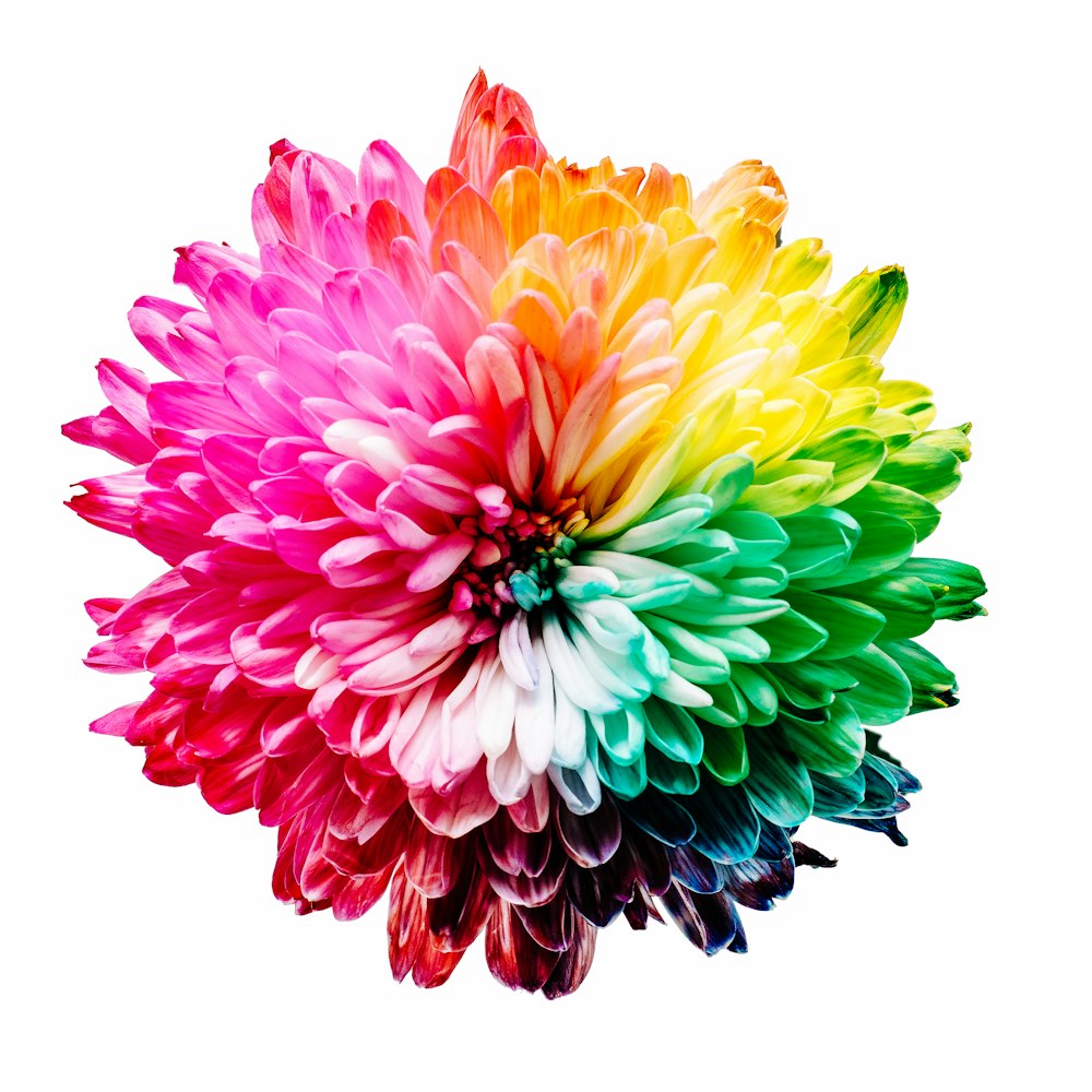 Ilustración de flor multicolor
