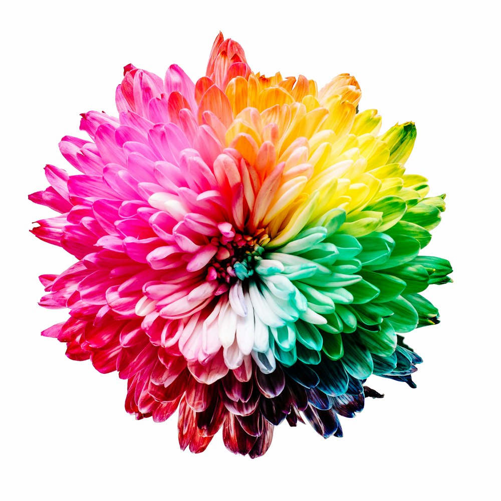 multicolored flower illustration