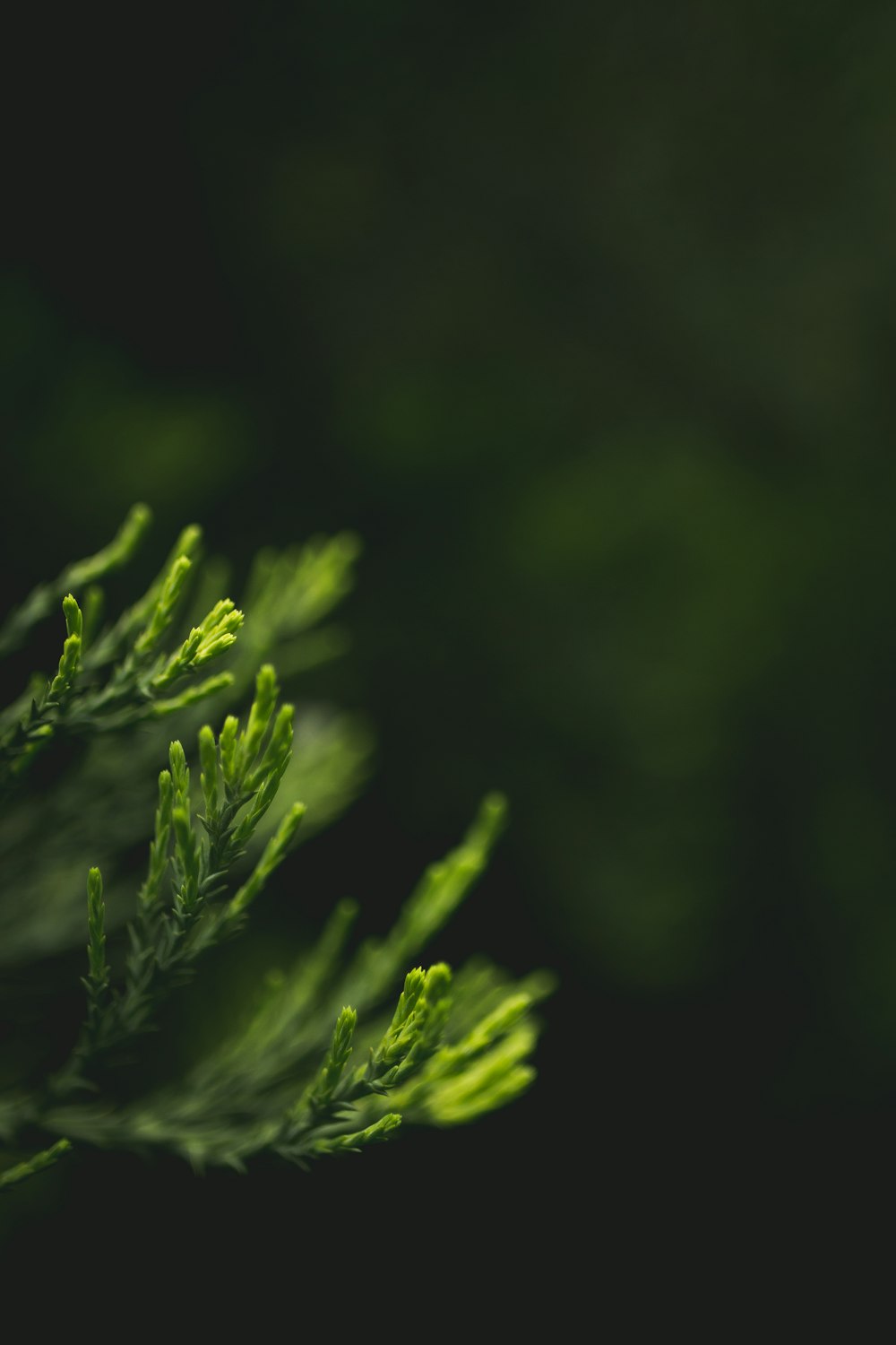 Photographie à mise au point peu profonde de feuilles vertes