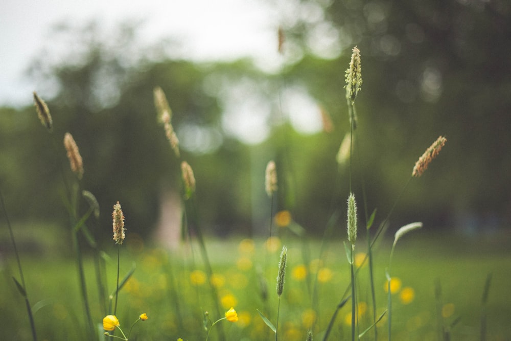 selective focus photo of yellow petaled flowers