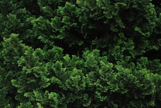 A vibrant Minecraft forest texture pack showcasing lush green leaves and detailed bark.