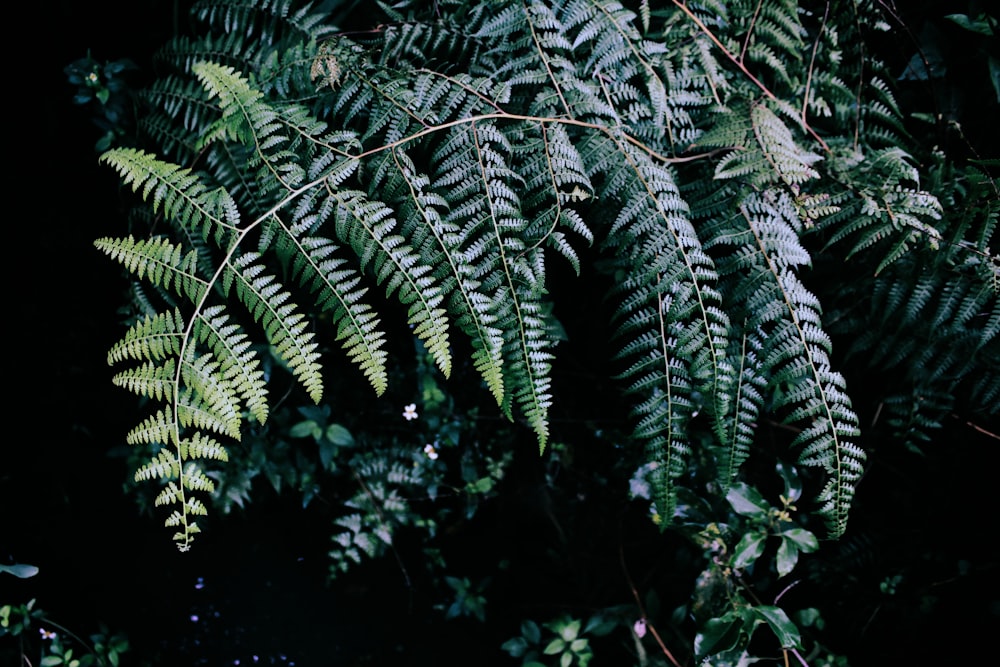 depth photography of double compound leafed tree