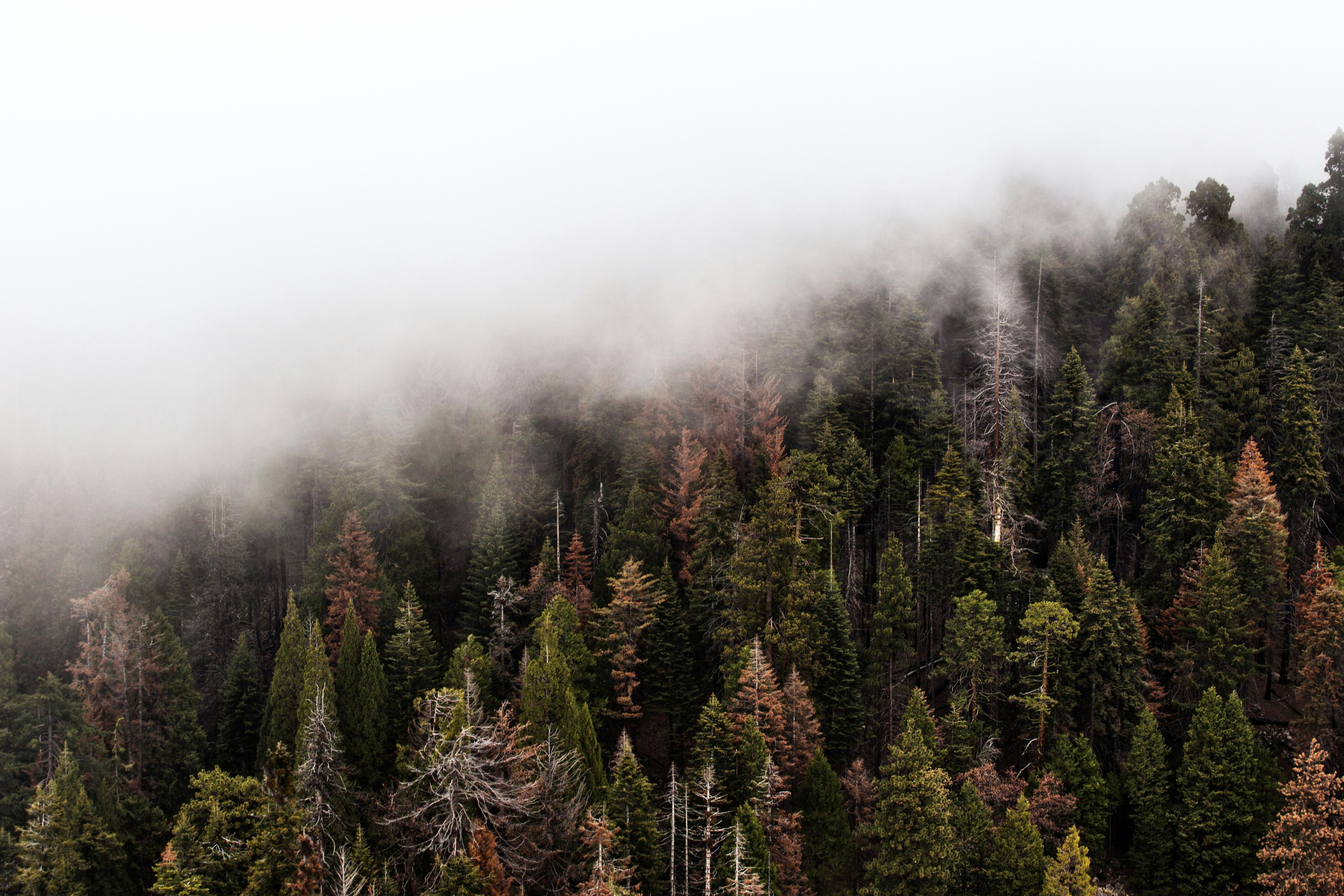 aerial photography of foggy forest at daytime