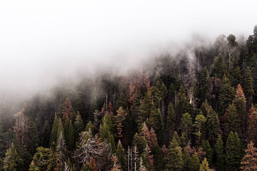 photo of California Tropical and subtropical coniferous forests near Sequoia National Forest