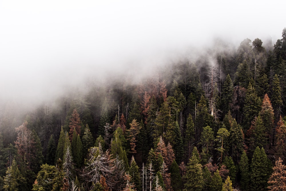Photographie aérienne d’une forêt brumeuse de jour