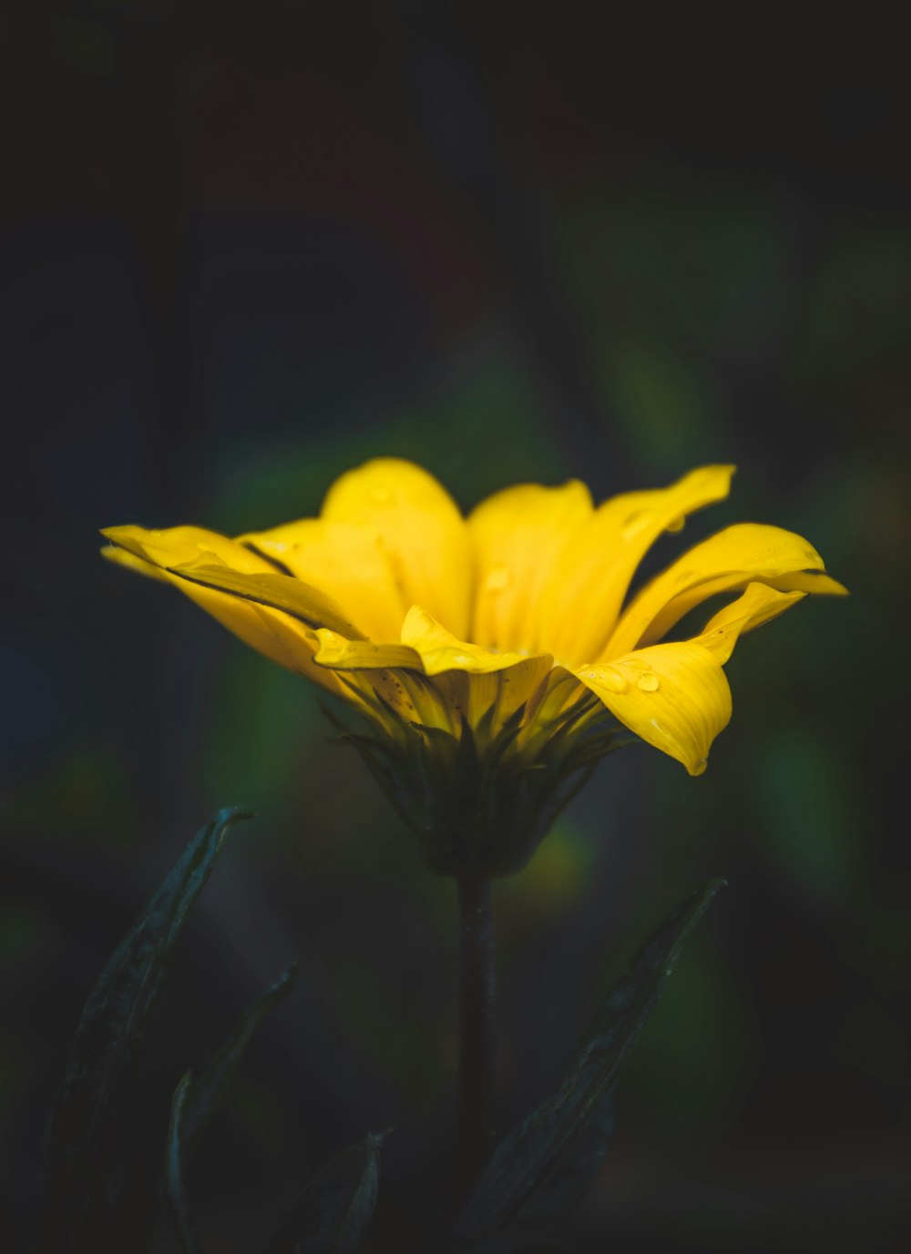 노란 꽃잎 꽃의 선택적 사진