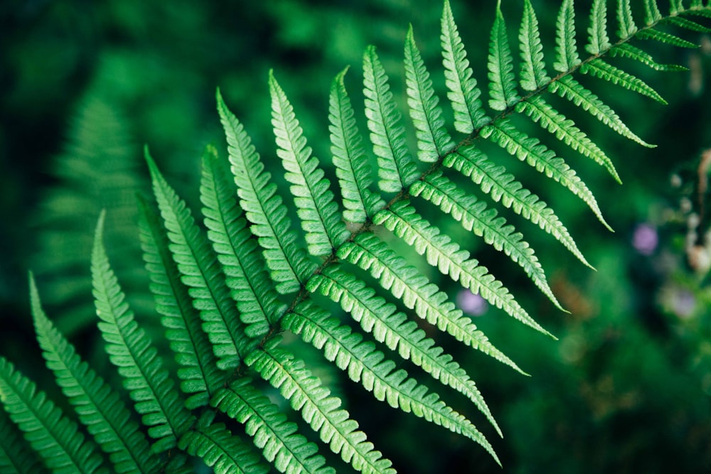 グリーンシダ植物のクローズアップ写真