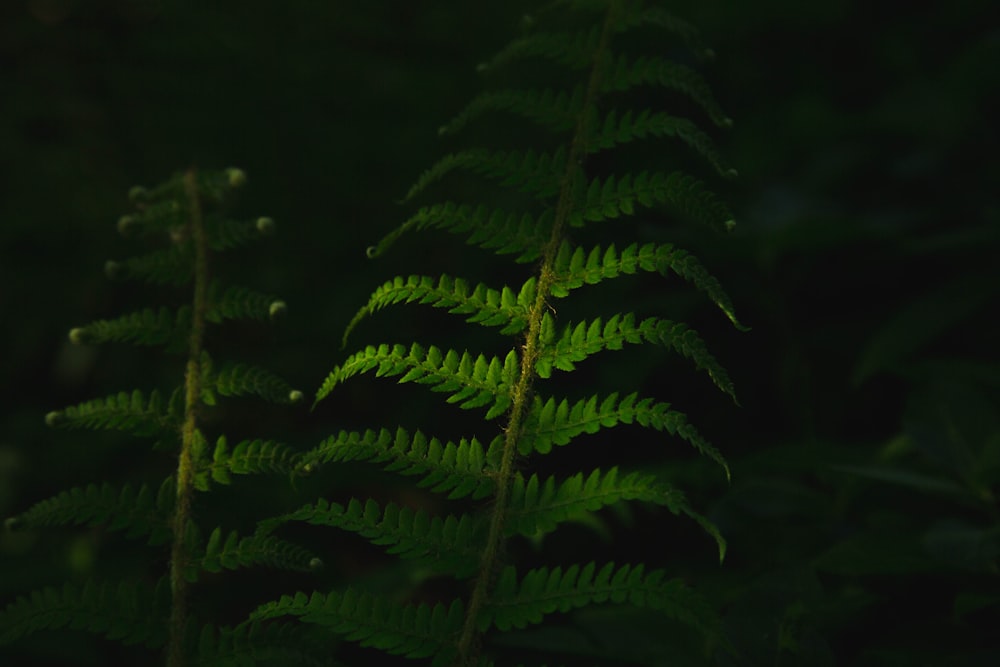 green plants