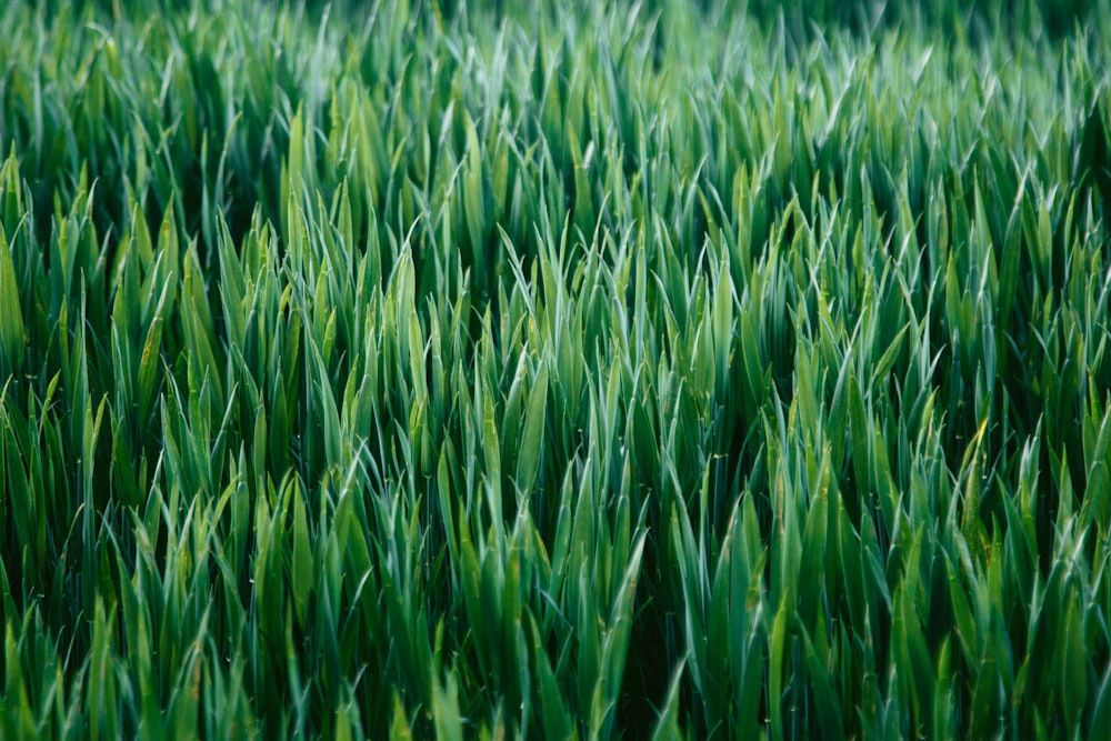 ein Feld aus grünem Gras mit verschwommenem Hintergrund