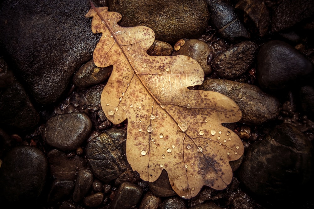 feuille brune sur pierres brunes