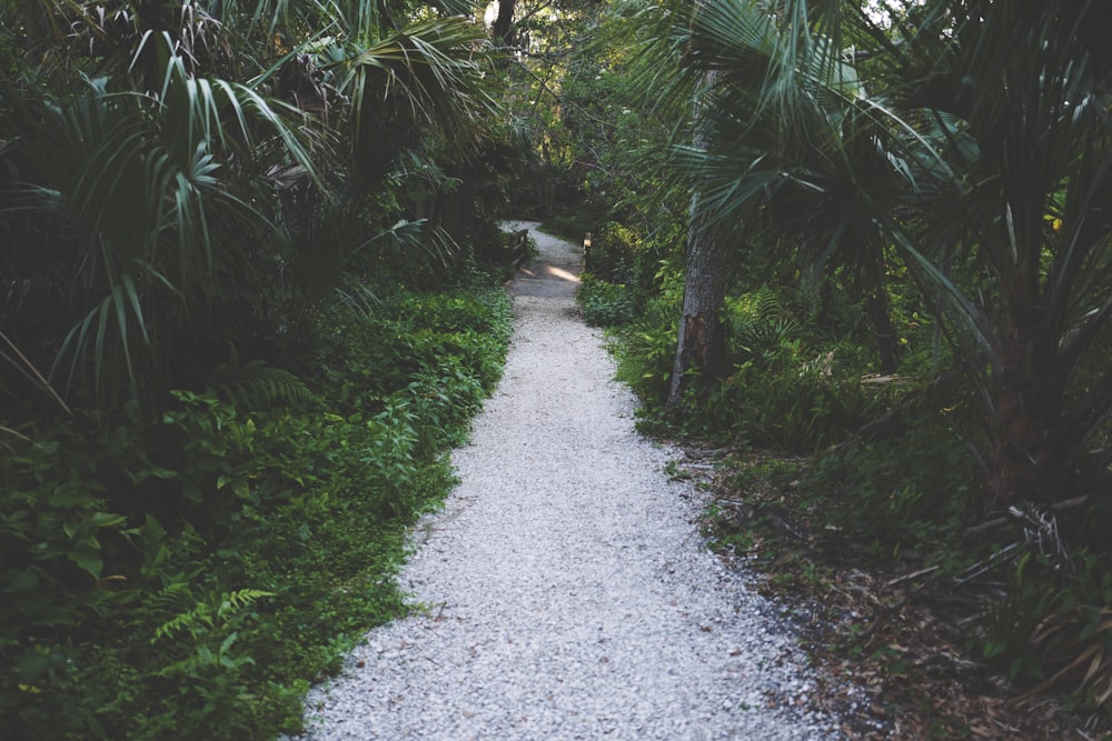 pathway surrounded by trees