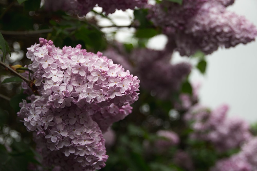 flores de cerejeira sob cky claro