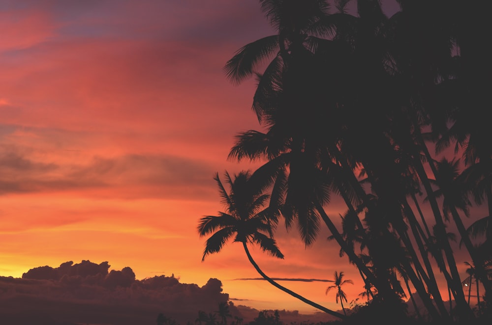 coconut trees under orange and red sky