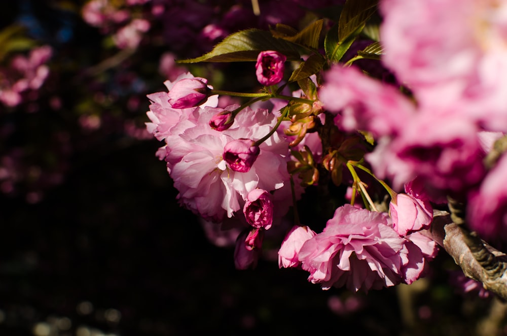 Fotografía de primer plano de flores de pétalos rosados