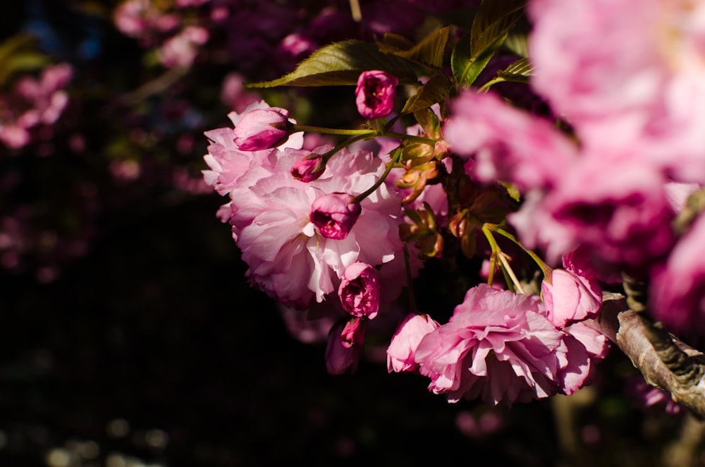 Photographie en gros plan de fleurs aux pétales roses