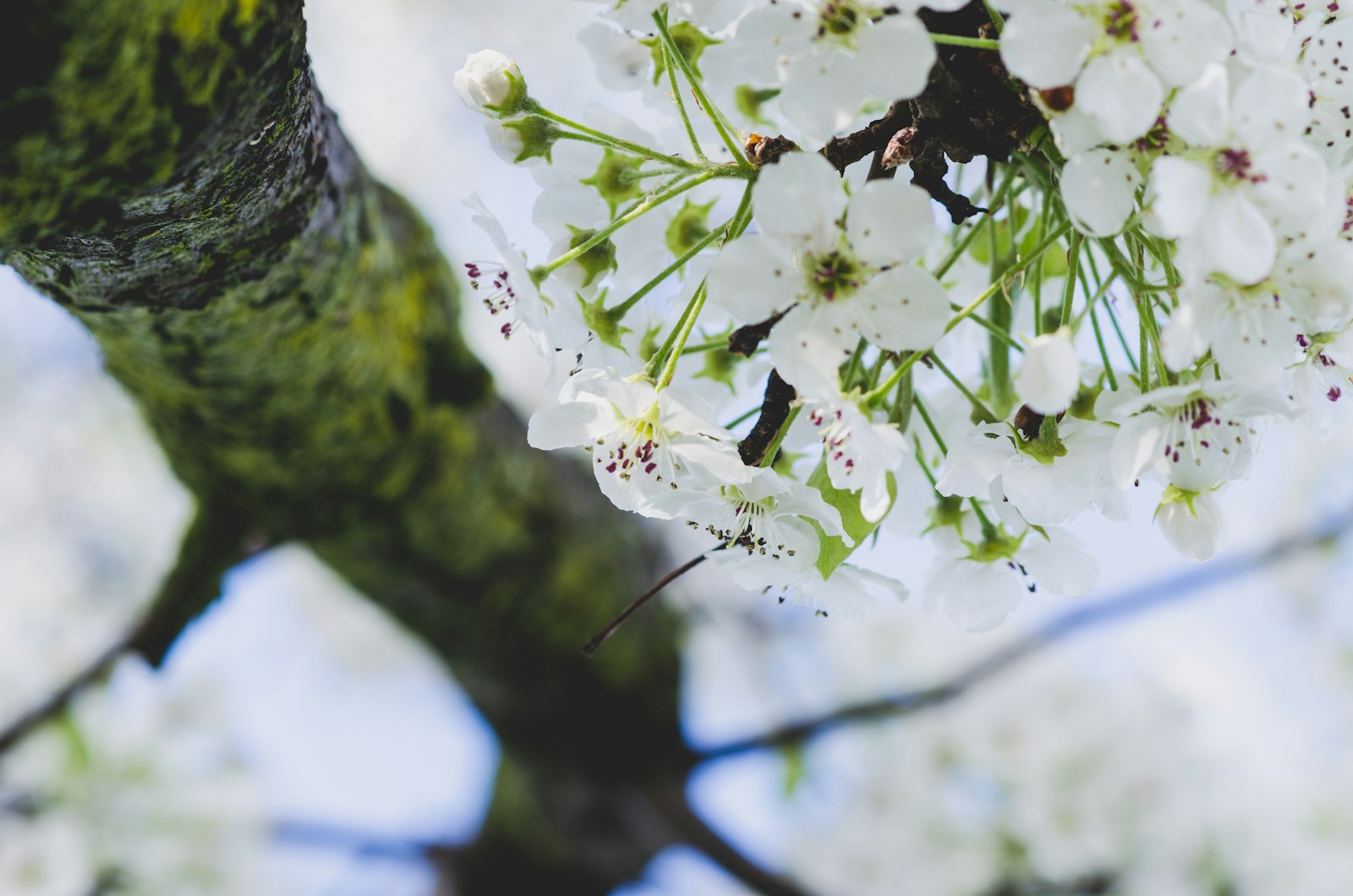 Nikon D5100 + Nikon AF-S Nikkor 85mm F1.8G sample photo. White 5-petaled leafed tree photography