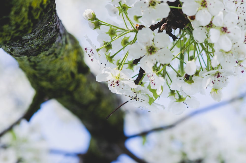 white 5-petaled leafed tree