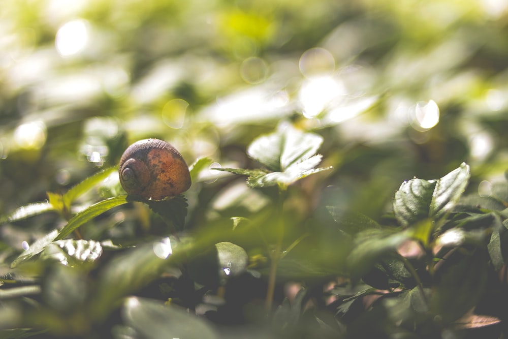 closeup photo of snail