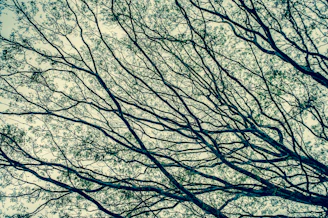An artistic illustration showing the sympathetic and parasympathetic nervous systems as intertwined branches of a tree.