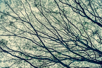 A serene landscape featuring a network of interconnected trees symbolizing growth and connection in a decentralized economy.