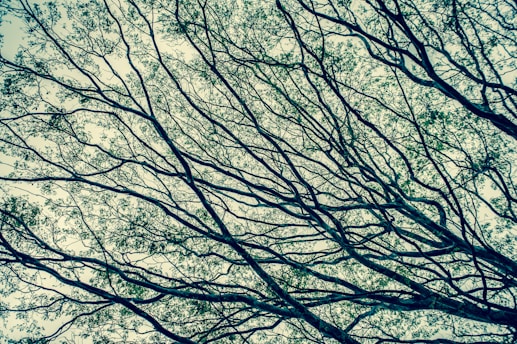 A serene landscape featuring a network of interconnected trees symbolizing growth and connection in a decentralized economy.