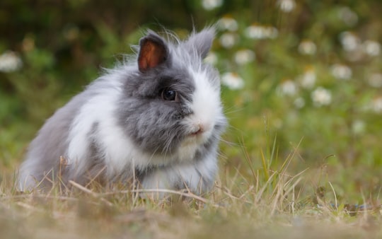 gray and white bunny in Guangzhou China