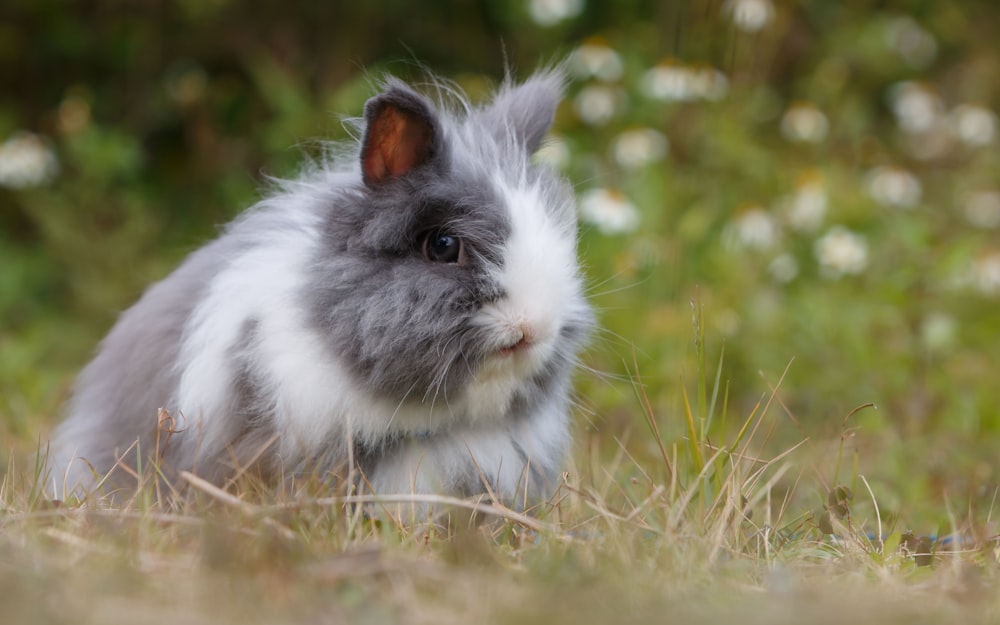 gray and white bunny