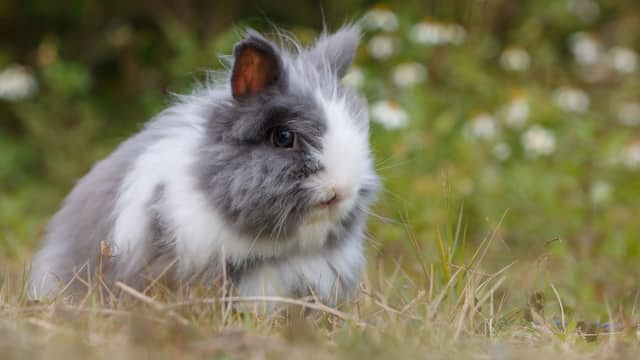 Meerschweinchen