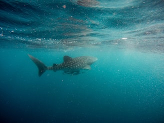 whale shark swimming underwater