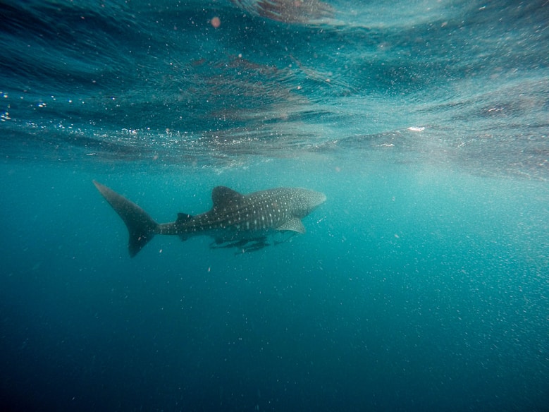 whale shark swimming underwater