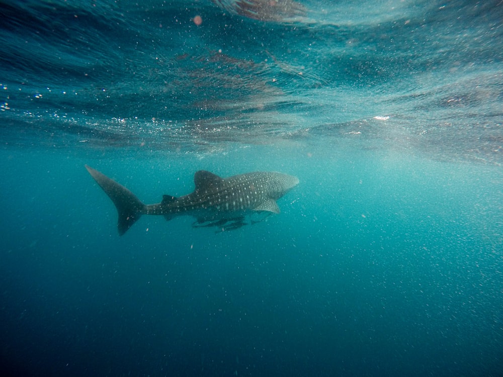 whale shark swimming underwater