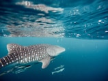 A group of snorkelers observing a gentle whale shark near the coast of Quintana Roo.